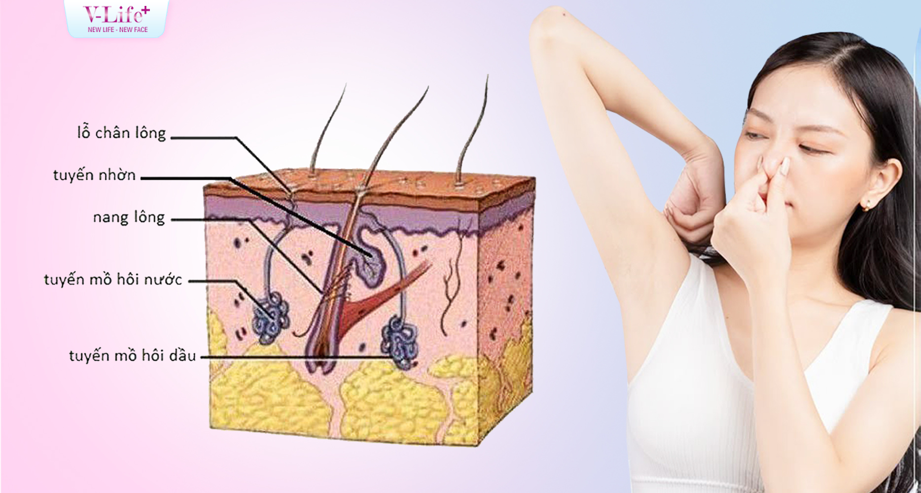 Vùng nách có rất nhiều tuyến, vậy làm sao xác định đúng tuyến hôi nách cần xử lý?